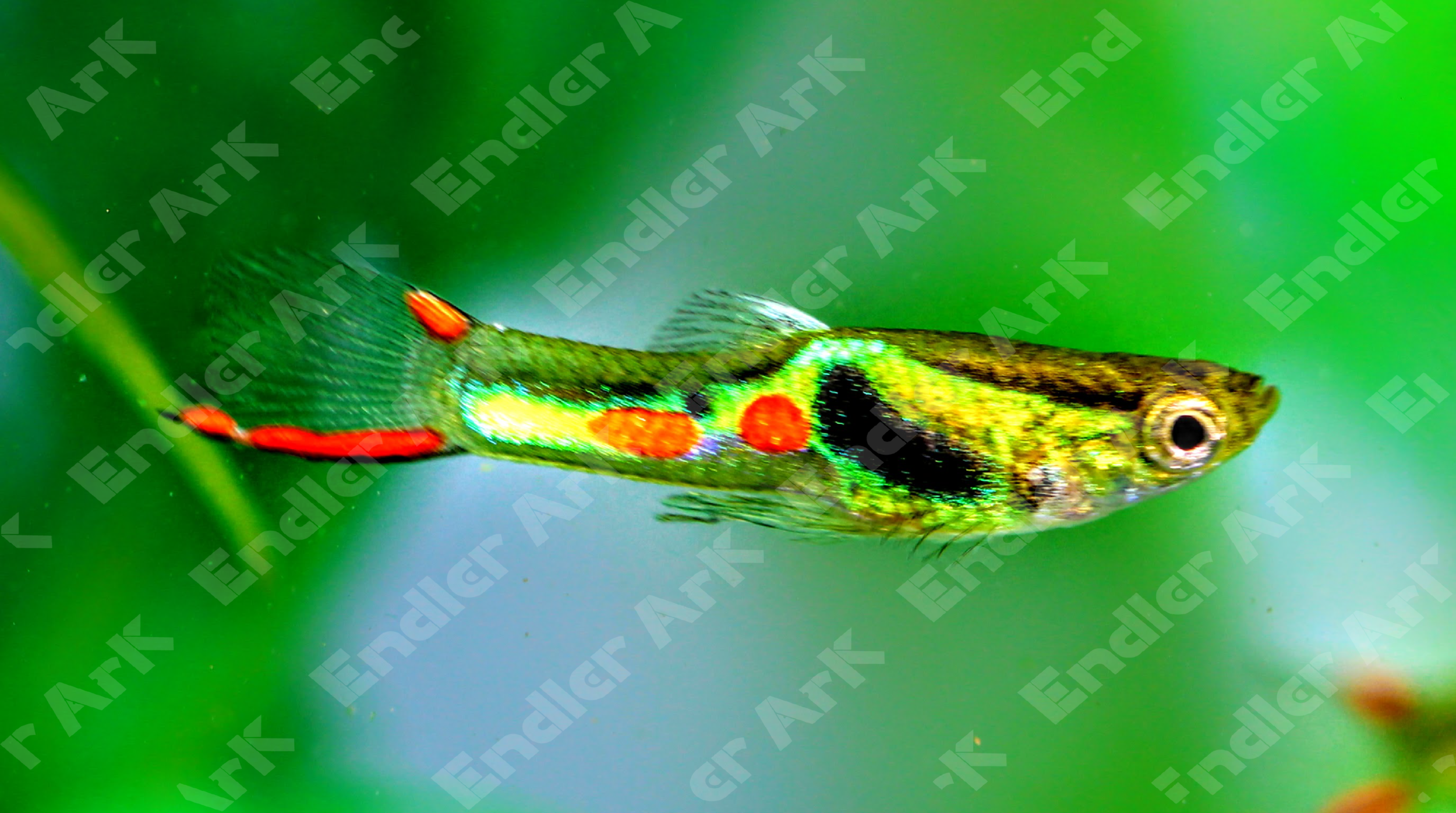 Key Lime Endler Endler Ark Buy Endlers Livebearers Online